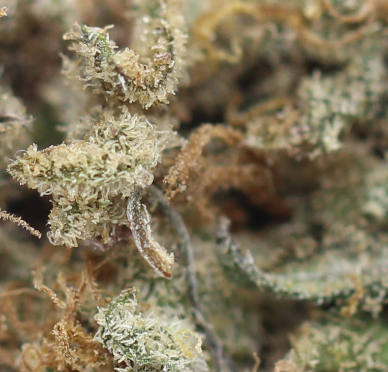 Meat Breath (AAA) - $4.10/gram - Image 2