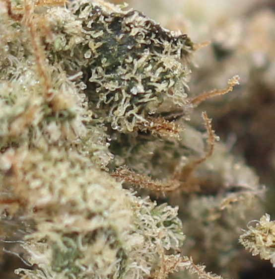 Mendo Breath (AAA) - $4.10/gram - Image 2