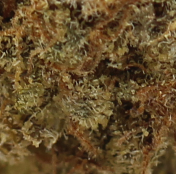 Afghan Kush (AA) $2.14/Gram - Image 2