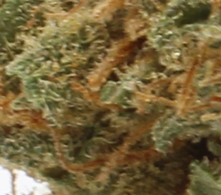 Blue Cookies (AA) $2.07/Gram - Image 2