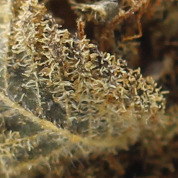 Death Bubba (AA) $2.17/gram - Image 2