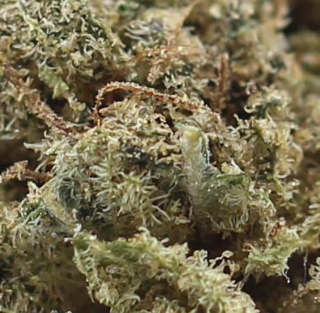 King Tut (AA) $2.14/gram - Image 2