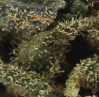 Kosher Kush (AA) $2.07/Gram - Image 2