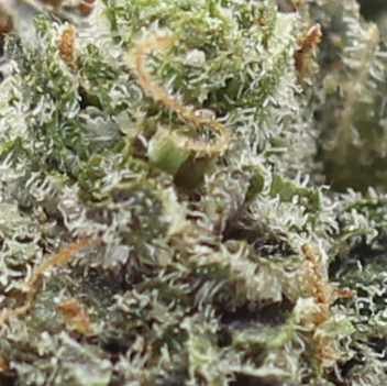 Pink Alien (AAA) $4.35/gram - Image 2