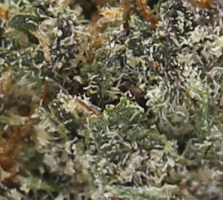 Pink Biscuit (AAA) $4.35/gram - Image 2