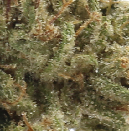 White Widow (AAA) - $4.28/gram - Image 2