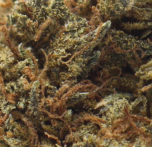 Acapulco Gold (AA) $2.14/Gram - Image 2