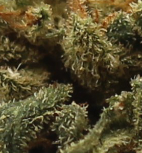 Blue Cookies (AA) $2.10/gram - Image 2
