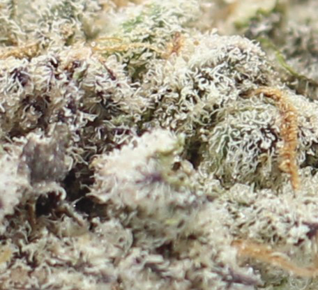 Blue Slushy (AAAA+ Craft) - $7.32/gram - Image 2