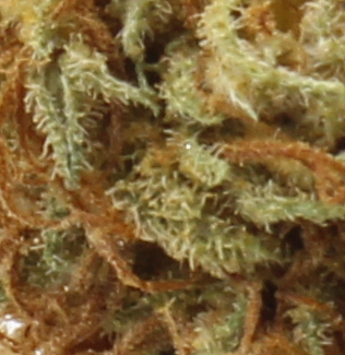 Citradelic Sunset (AA) $2.14/Gram - Image 2