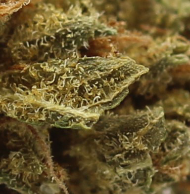 Death Bubba (AA) $2.10/gram - Image 2