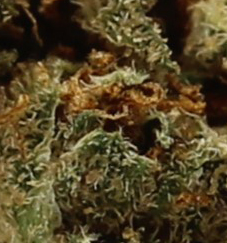 Donny Burger (AA) $2.07/Gram - Image 2