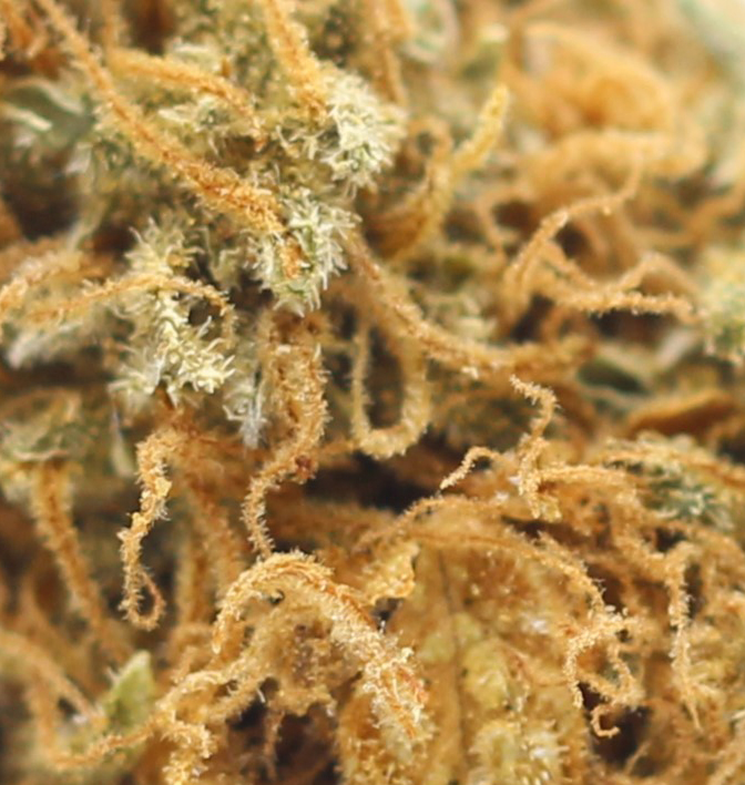 Dragon Fruit (AA) $2.21/gram - Image 2