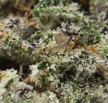 Florida OG (AAAA+ Craft) - $6.42/gram - Image 2