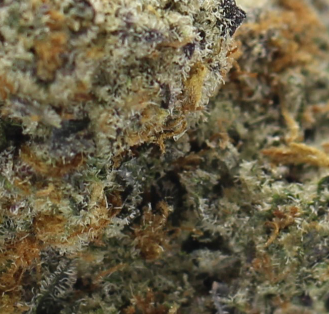 GMO Cookies (AAAA+ Craft) - $7.50/gram - Image 2