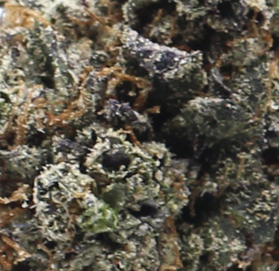 Granddaddy Purple (AAA+) $4.92/gram - Image 2
