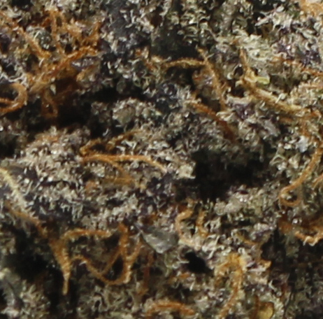 Grape Ape (AAA+) $4.92/gram - Image 2