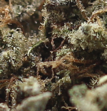 Holy Grail (AAA) $4.57/gram - Image 2