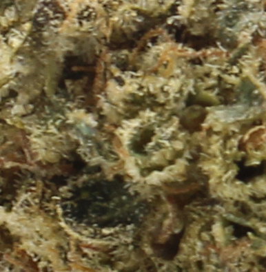 Kandy Kush (AA) $2.18/gram - Image 2
