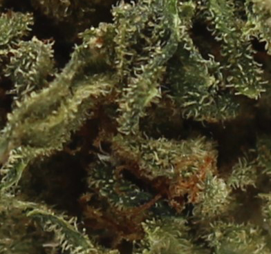 Kush Mintz (AA) $2.10/gram - Image 2