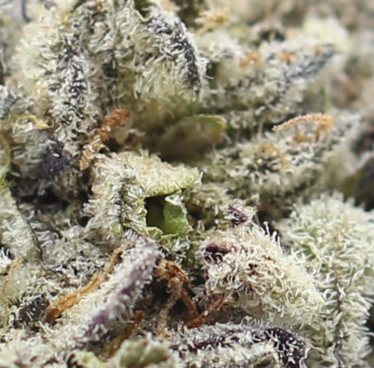 Loopy Fruit (AAAA+ Craft) - $7.32/gram - Image 2
