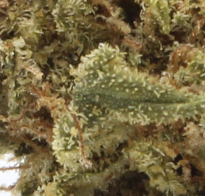 Northern Lights (AA) $2.14/Gram - Image 2