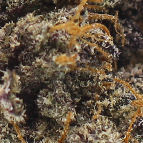 Papaya (AAAA+ Craft) - $6.96/gram - Image 2