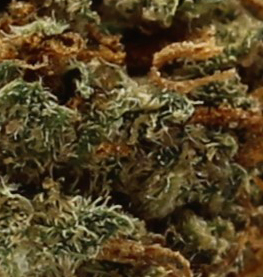 Pink Gelato (AA) $2.07/Gram - Image 2