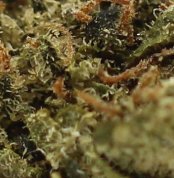 Pink Smalls (AA) $1.85/Gram - Image 2