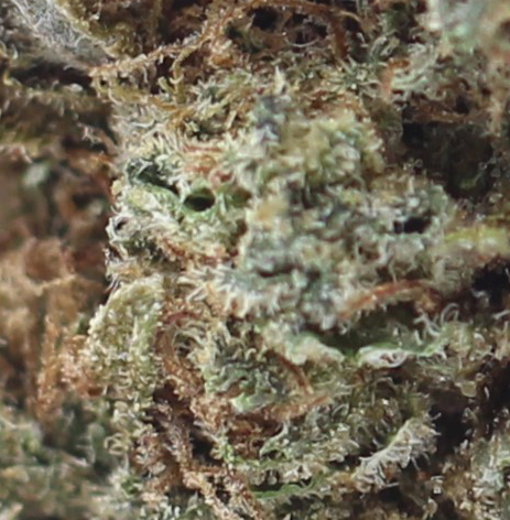 Skywalker (AAA) $4.57/gram - Image 2