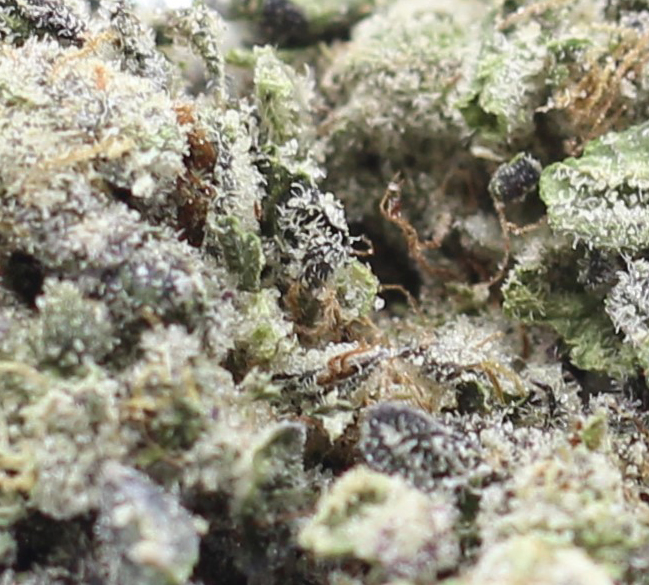 Wedding Cake (AAAA+ Craft) - $7.50/gram - Image 2