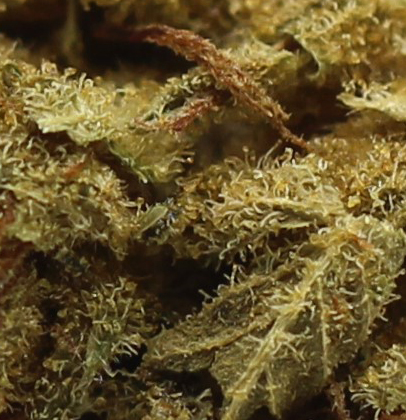 Wild Berry (AA) $2.10/gram - Image 2