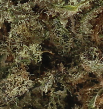 Yuzu Purple (AAA) - $4.18/gram - Image 2