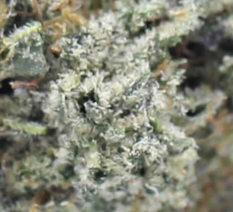 Alien Cookies (AAAA+ Craft) - $7.50/gram - Image 2