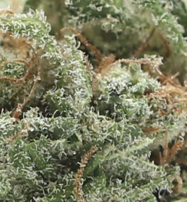 Alien Dawg (AAAA) - $5.71/gram - Image 2