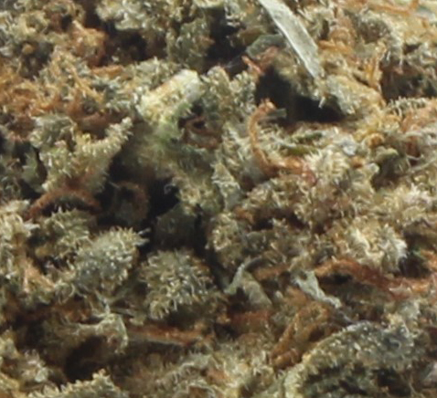 Apricot (AA) $2.32/Gram - Image 2