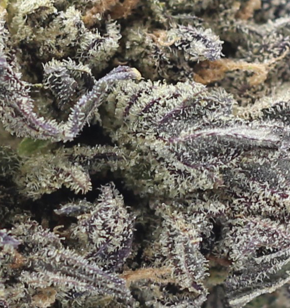 GDP (AA) $2.25/gram - Image 2