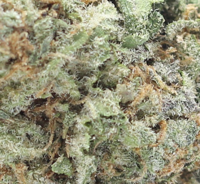 Jet Fuel Gelato (AAAA+ Craft) - $7.68/gram - Image 2