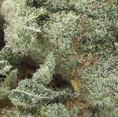 Papaya (AAAA) - $5.71/gram - Image 2