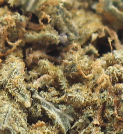 Pink Panties (AA) $2.14/Gram - Image 2
