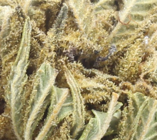 Purple Passion (AA) $2.14/Gram - Image 2