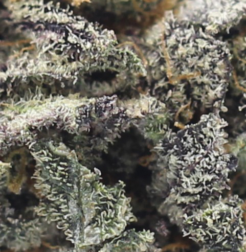 Purp Chocolate Smalls (AAAA) $4.82/gram - Image 2
