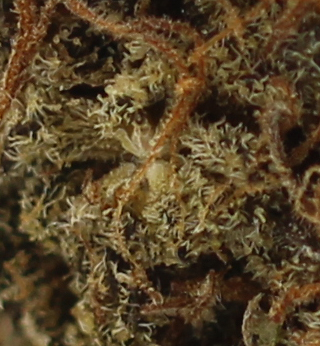 Purple Haze (AA) $2.25/gram - Image 2