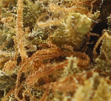 Romulan (AA) $2.21/gram - Image 2