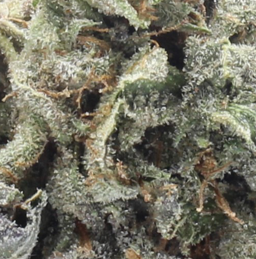 Slurricane (AAAA) - $6.07/gram - Image 2