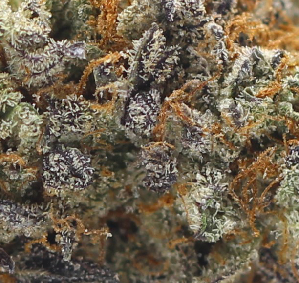 Strawberries and Cream (AAAA) - $5.71/gram - Image 2