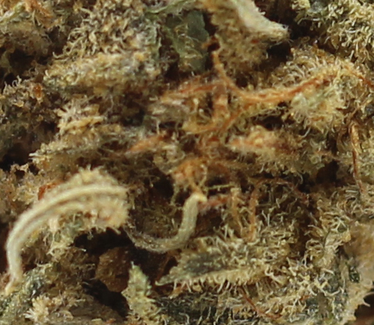 Zombie (AA) $2.21/gram - Image 2