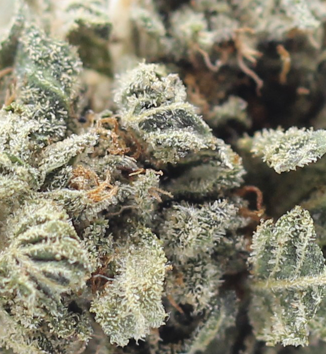 Northern Light (AA+) $2.57/gram - Image 2
