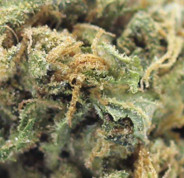 Larry OG (AA) $2.25/Gram - Image 2