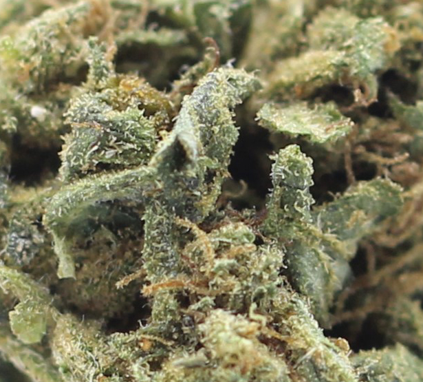 Lost Coast (AA) $2.25/Gram - Image 2